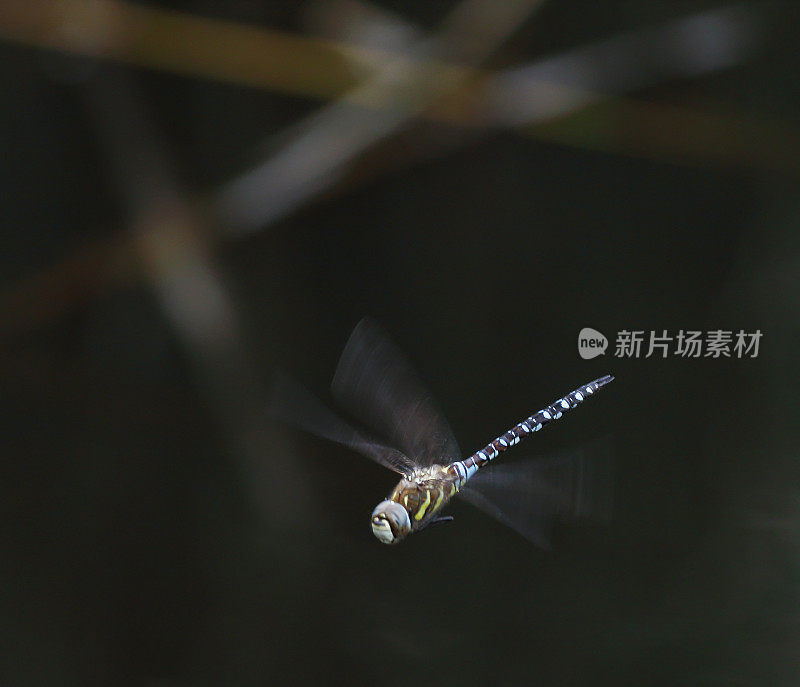 候鸟霍克蜻蜓(Aeshna mixta)飞行中的雄性